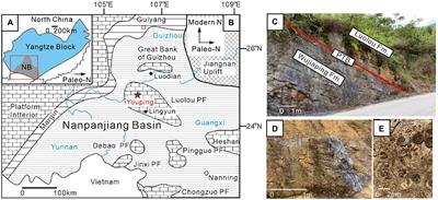 Ostracodal evolution during the Permian–Triassic transition at the Youping section of the Nanpanjiang Basin